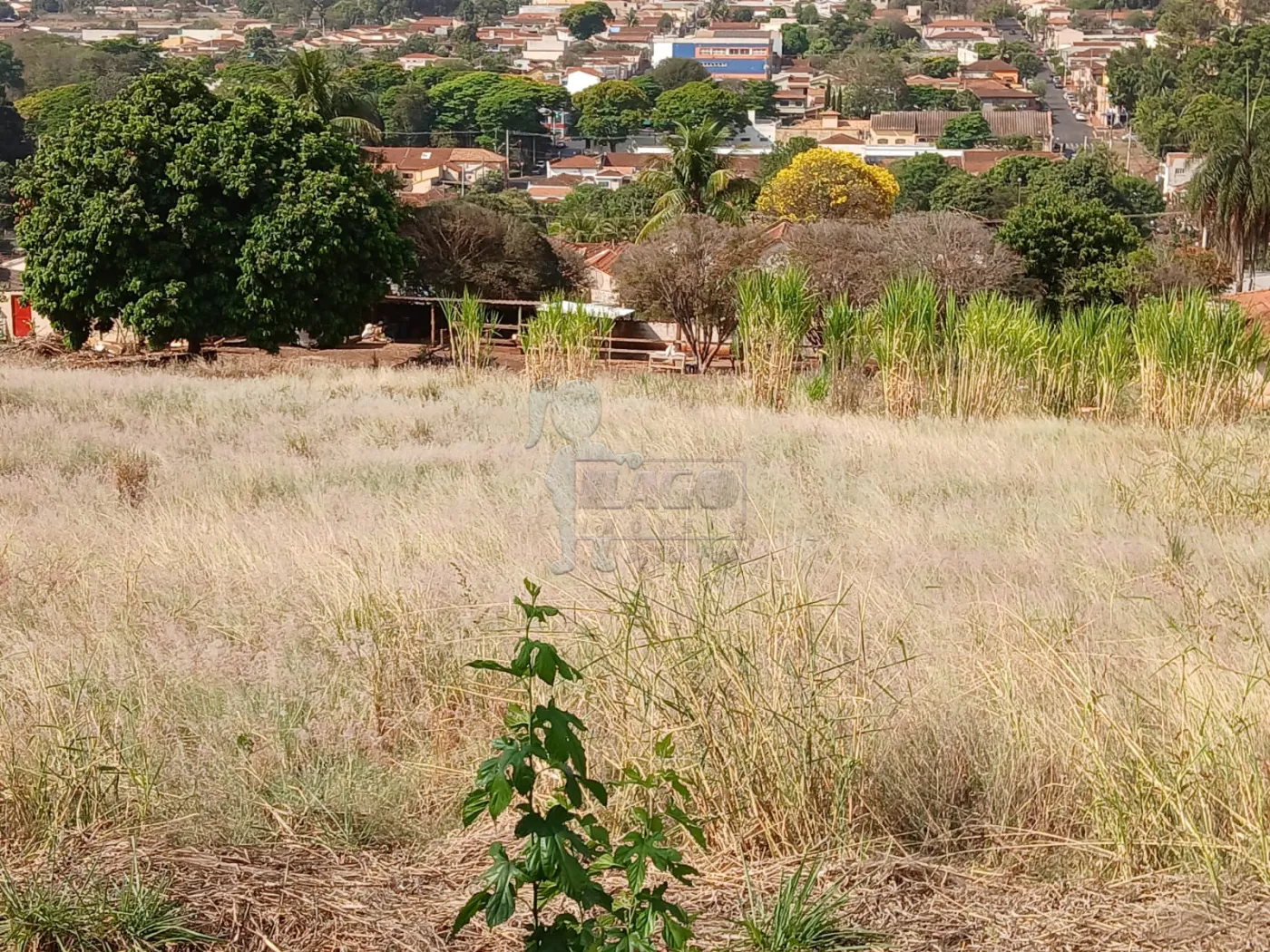 Comprar Terreno / Padrão em Bonfim Paulista R$ 11.500.000,00 - Foto 4