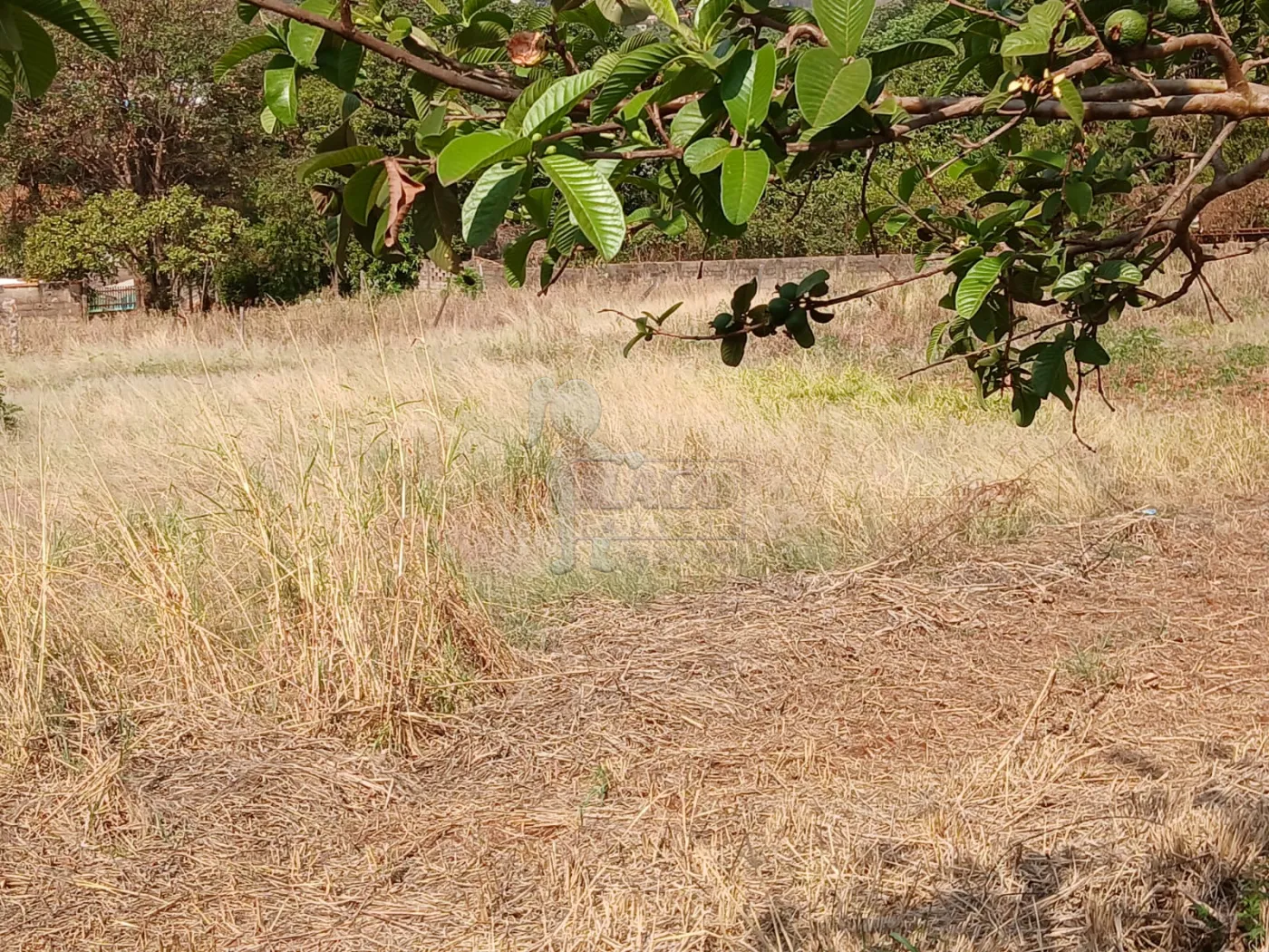 Comprar Terreno / Padrão em Bonfim Paulista R$ 11.500.000,00 - Foto 20