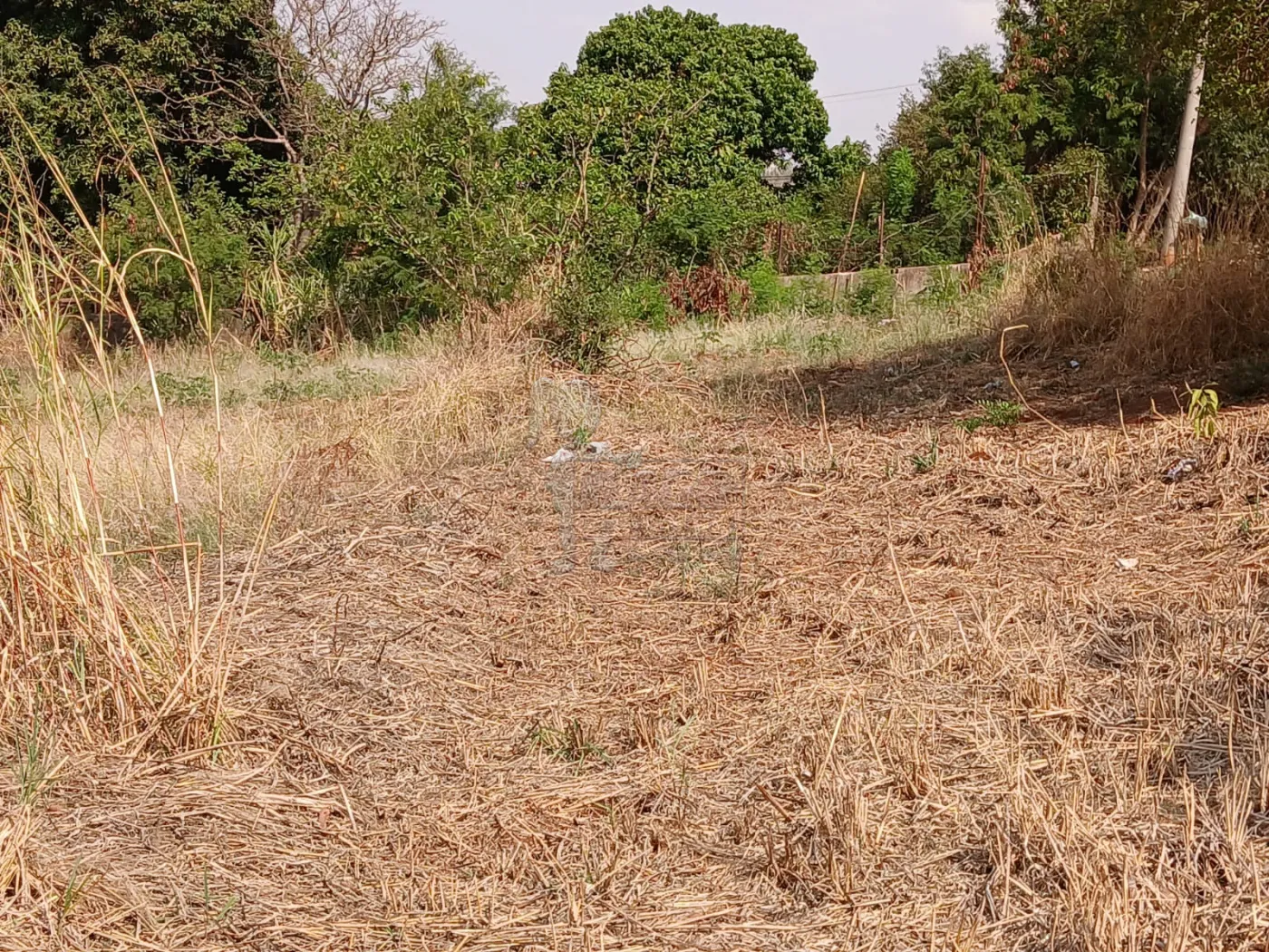 Comprar Terreno / Padrão em Bonfim Paulista R$ 11.500.000,00 - Foto 29