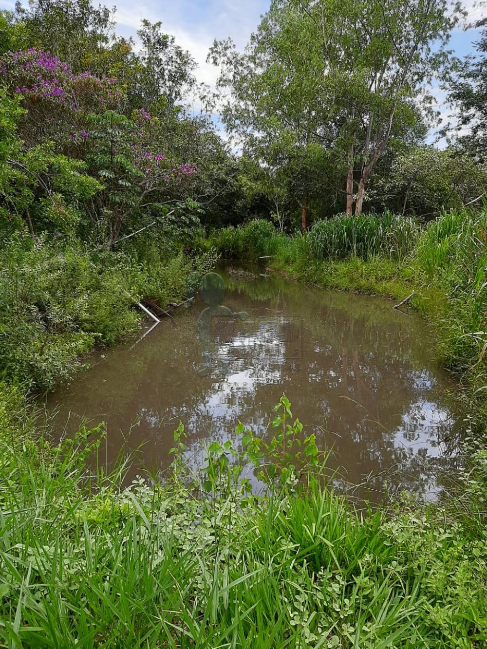 Comprar Rural / Fazenda em Tambaú R$ 1.380.000,00 - Foto 31