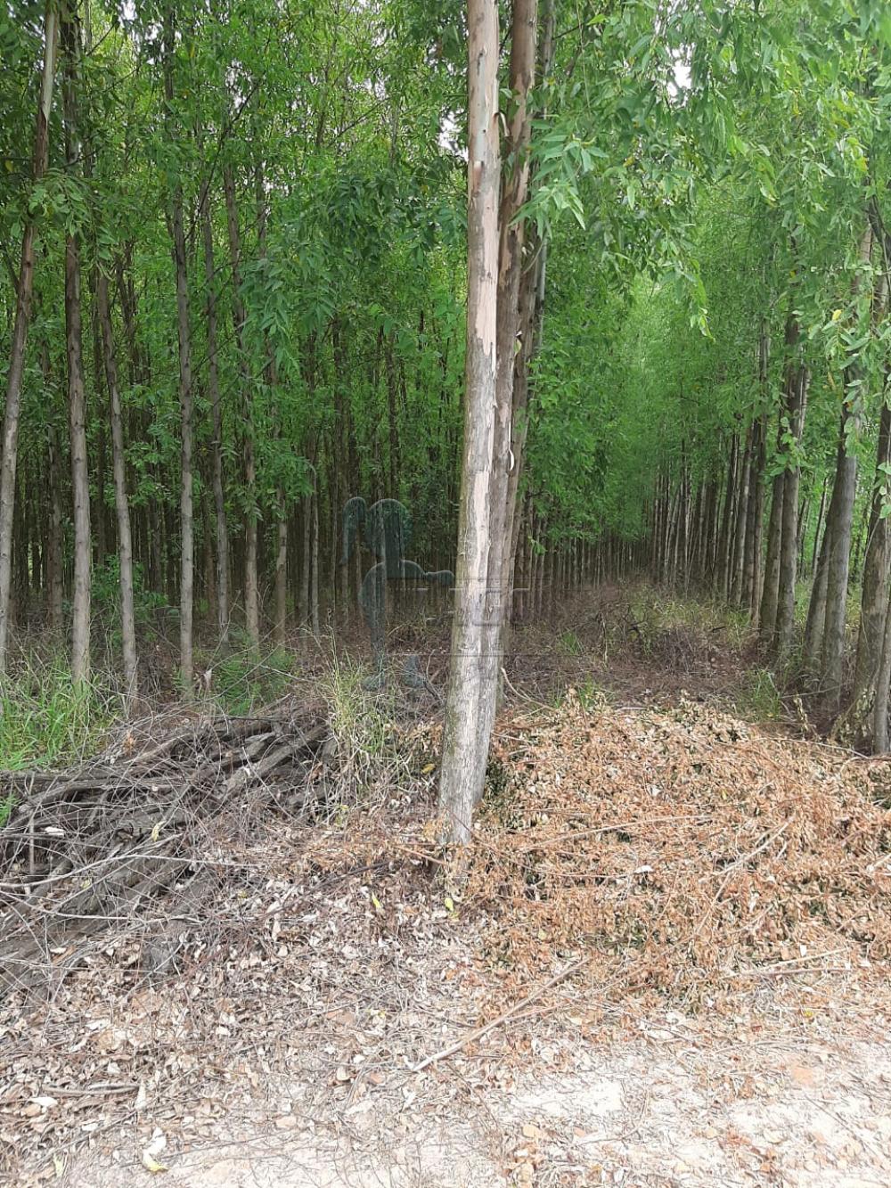 Comprar Rural / Fazenda em Tambaú R$ 1.380.000,00 - Foto 30