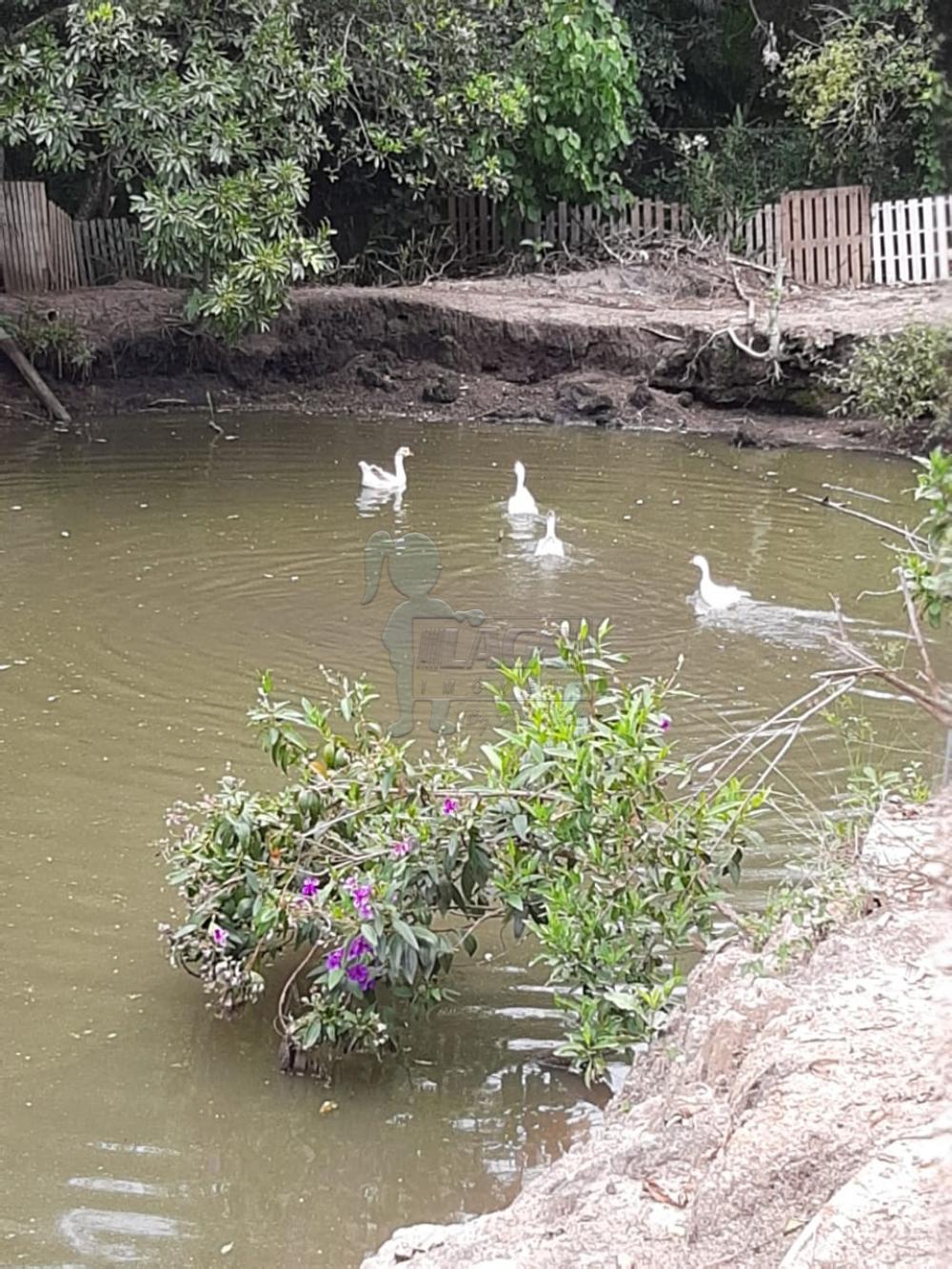 Comprar Rural / Fazenda em Tambaú R$ 1.380.000,00 - Foto 32