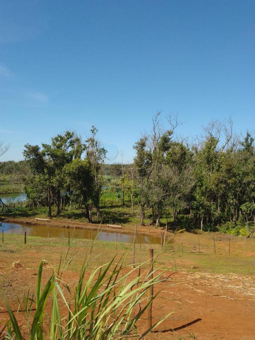 Comprar Rural / Fazenda em Cravinhos R$ 850.000,00 - Foto 6