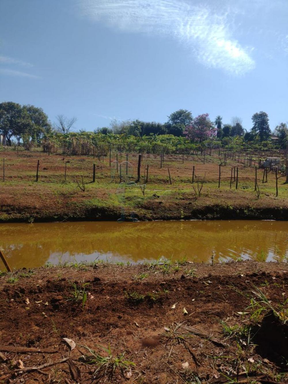 Comprar Rural / Fazenda em Cravinhos R$ 850.000,00 - Foto 11