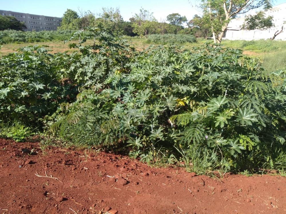 Comprar Terreno / Área em Ribeirão Preto R$ 5.600.000,00 - Foto 4