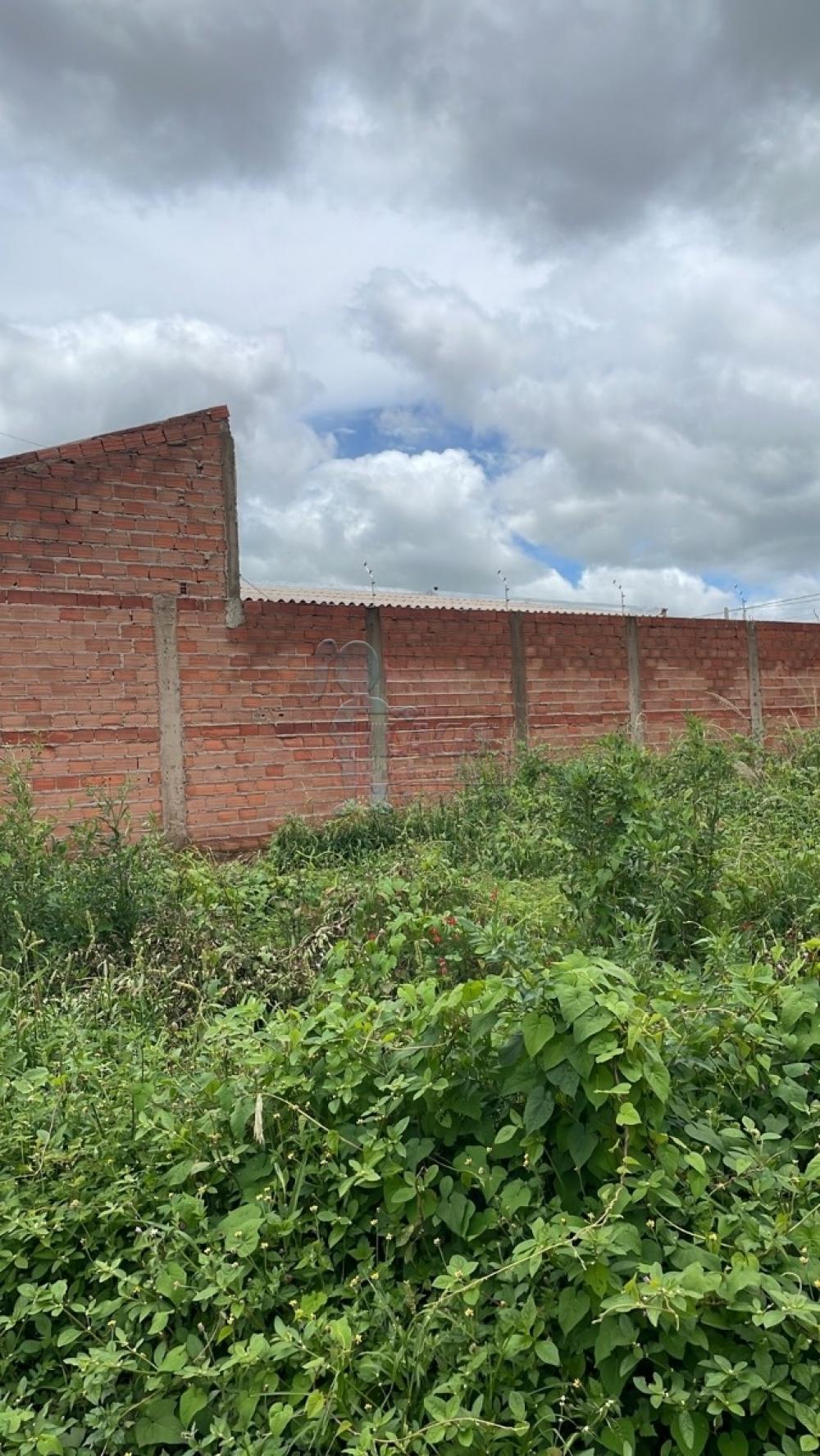 Alugar Terreno / Padrão em Sertãozinho R$ 1.400,00 - Foto 1