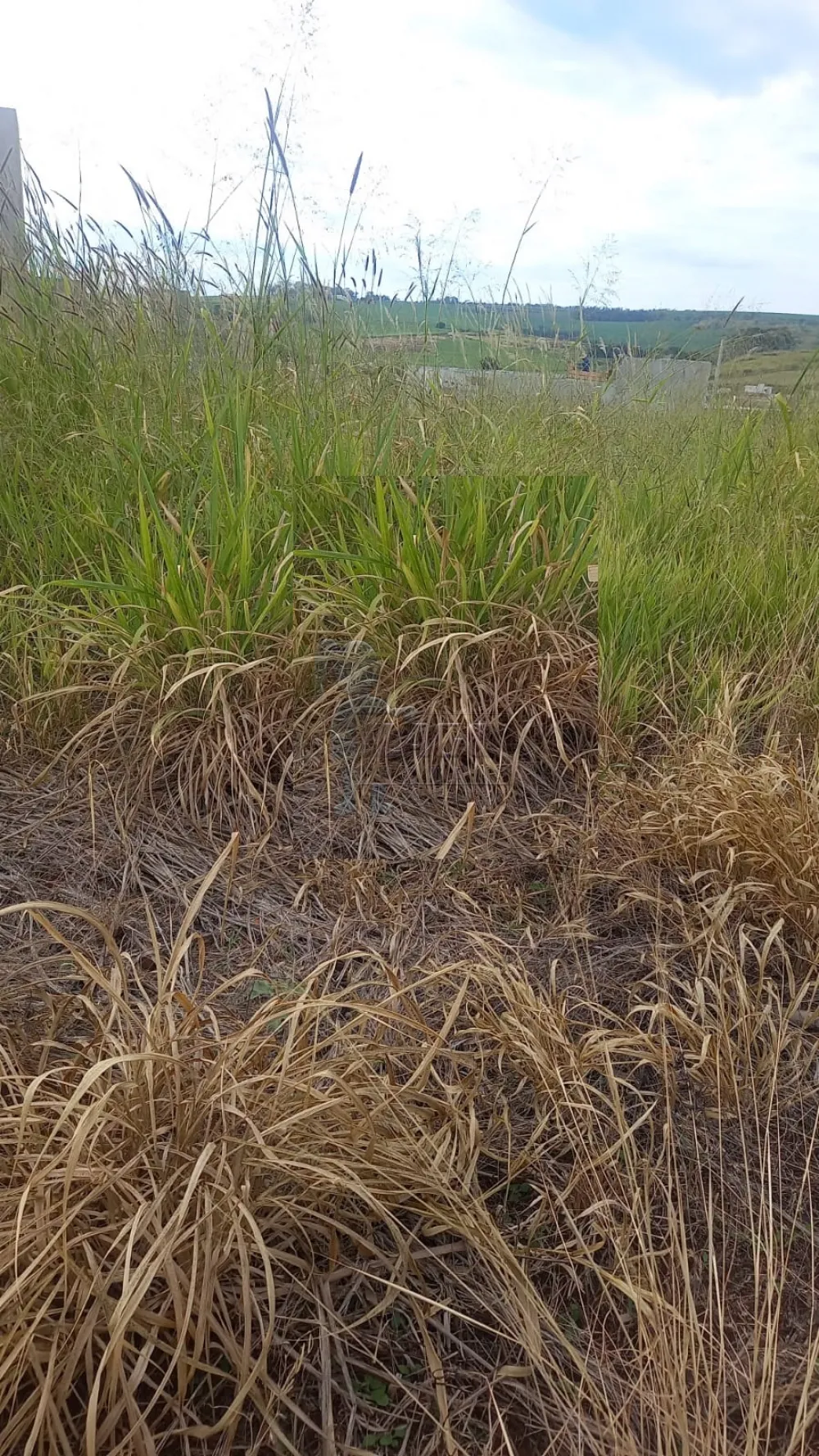 Comprar Terrenos / Padrão em Ribeirão Preto R$ 235.000,00 - Foto 1