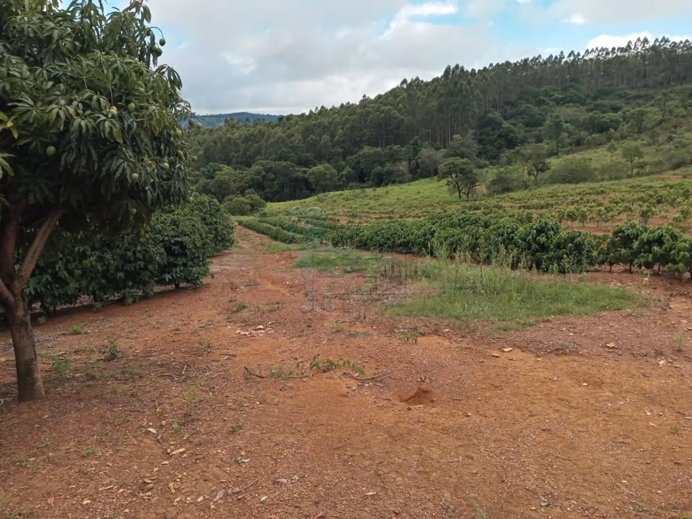 Comprar Rural / Fazenda em Capitólio R$ 2.000.000,00 - Foto 3