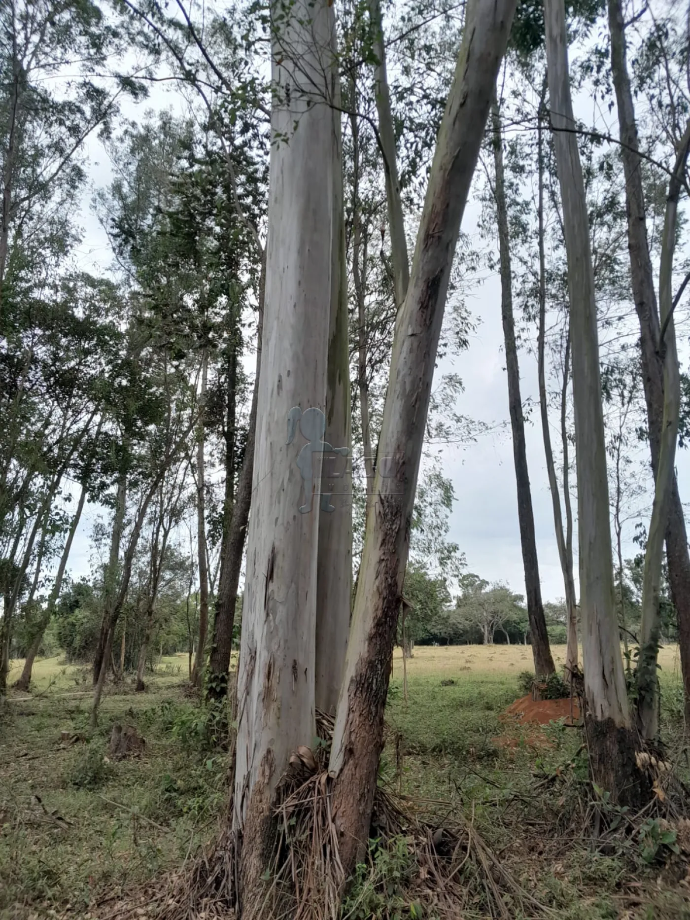 Comprar Terreno / Área em São Carlos R$ 5.500.000,00 - Foto 10