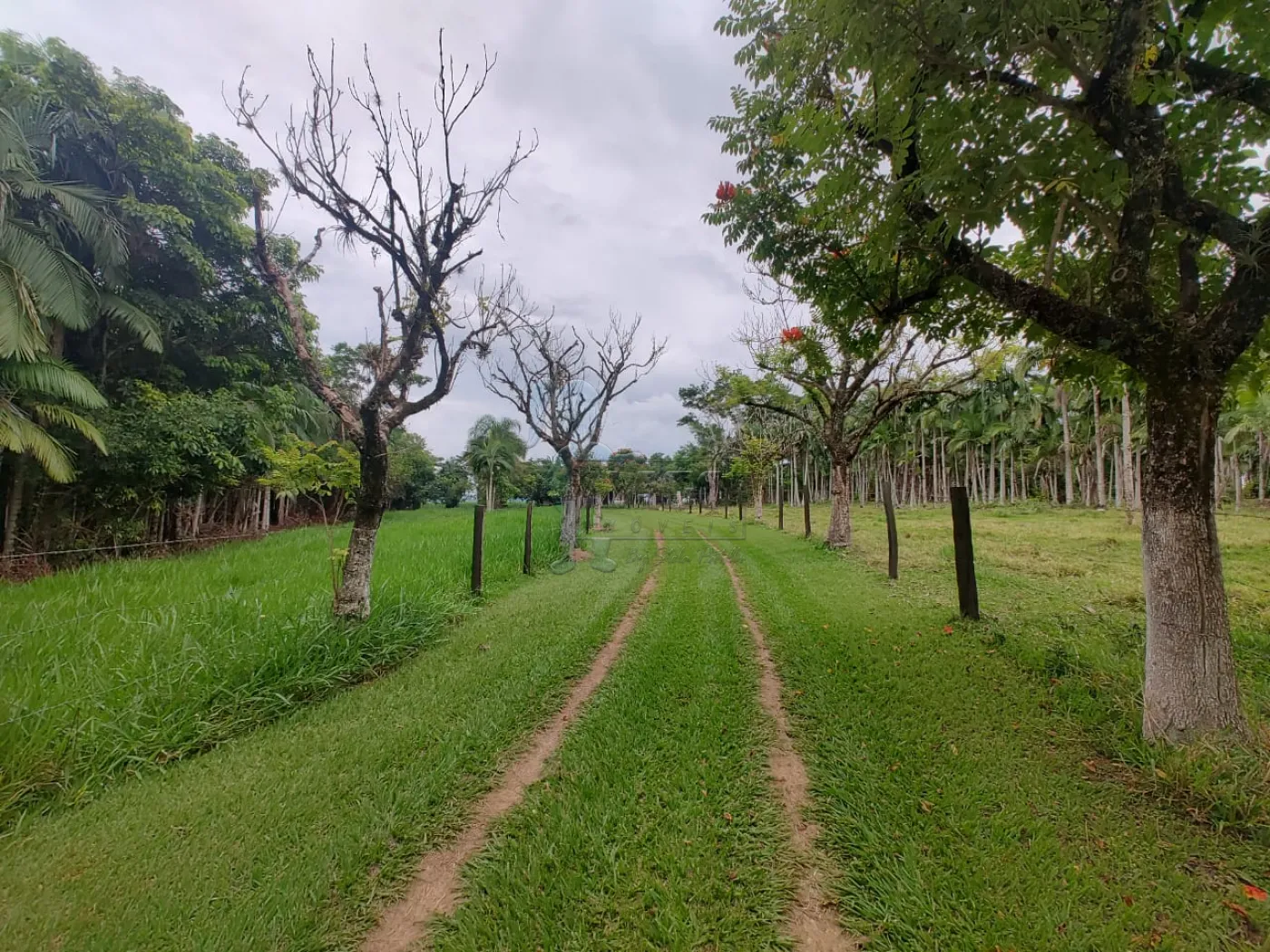 Comprar Rural / Fazenda em Santa Rita do Passa Quatro R$ 2.850.000,00 - Foto 4