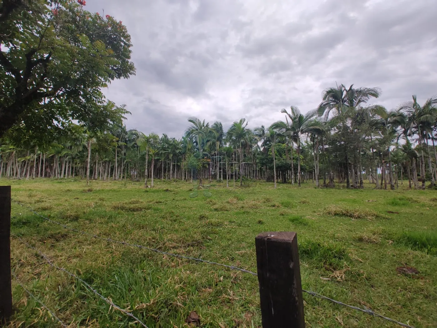 Comprar Rural / Fazenda em Santa Rita do Passa Quatro R$ 2.850.000,00 - Foto 5