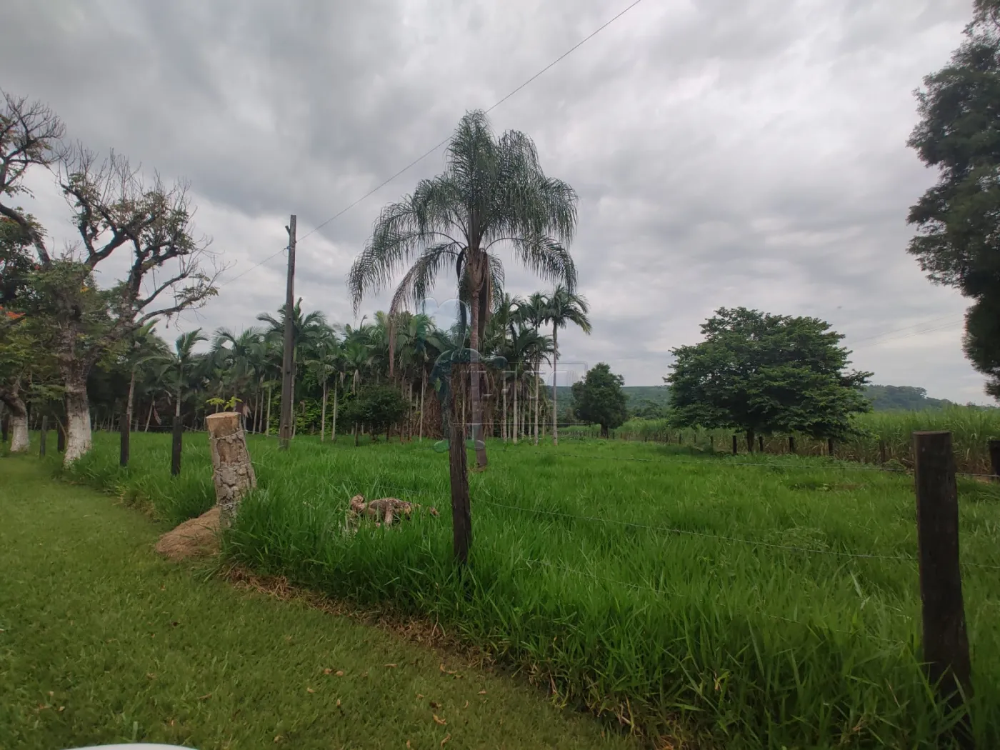 Comprar Rural / Fazenda em Santa Rita do Passa Quatro R$ 2.850.000,00 - Foto 73