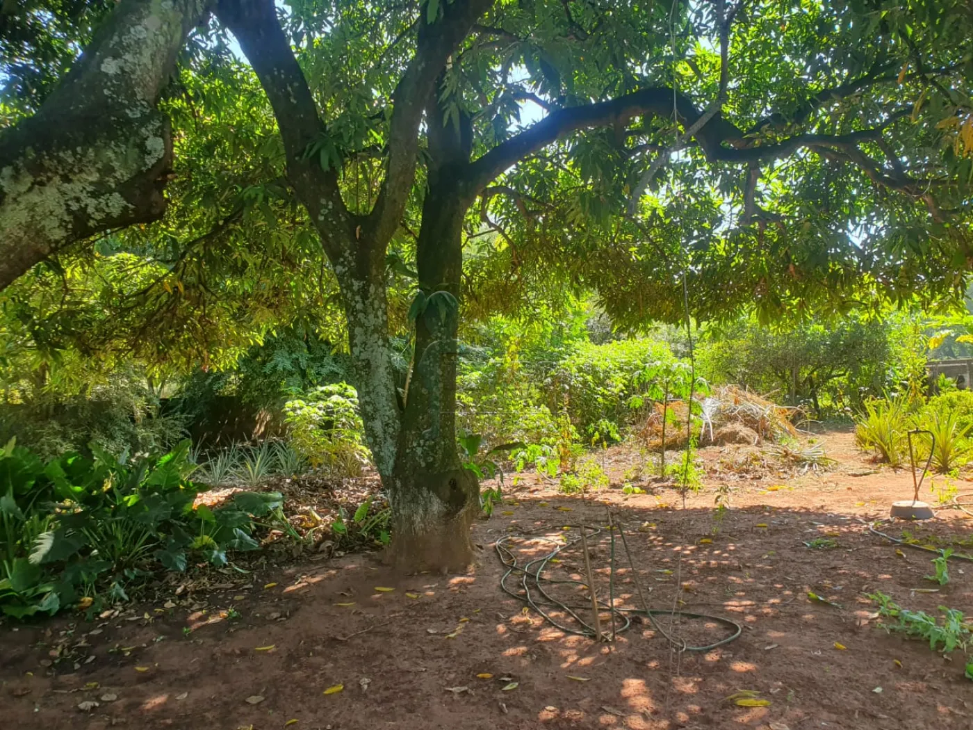 Comprar Terreno / Padrão em Ribeirão Preto R$ 400.000,00 - Foto 5