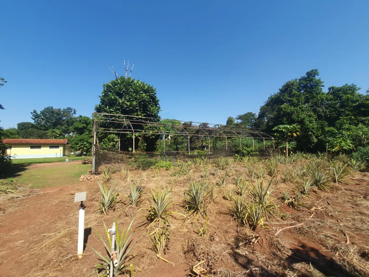 Comprar Terreno / Padrão em Ribeirão Preto R$ 500.000,00 - Foto 1