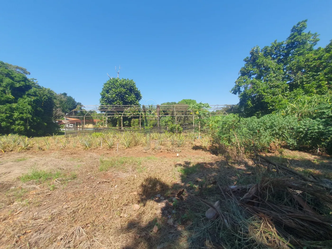 Comprar Terreno / Padrão em Ribeirão Preto R$ 500.000,00 - Foto 4