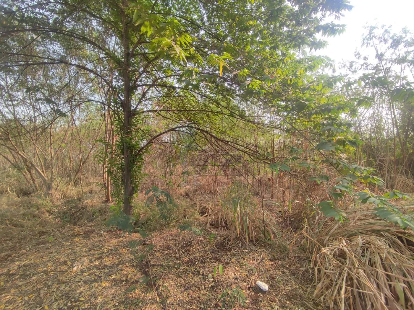 Comprar Terreno / Padrão em Ribeirão Preto R$ 380.000,00 - Foto 3