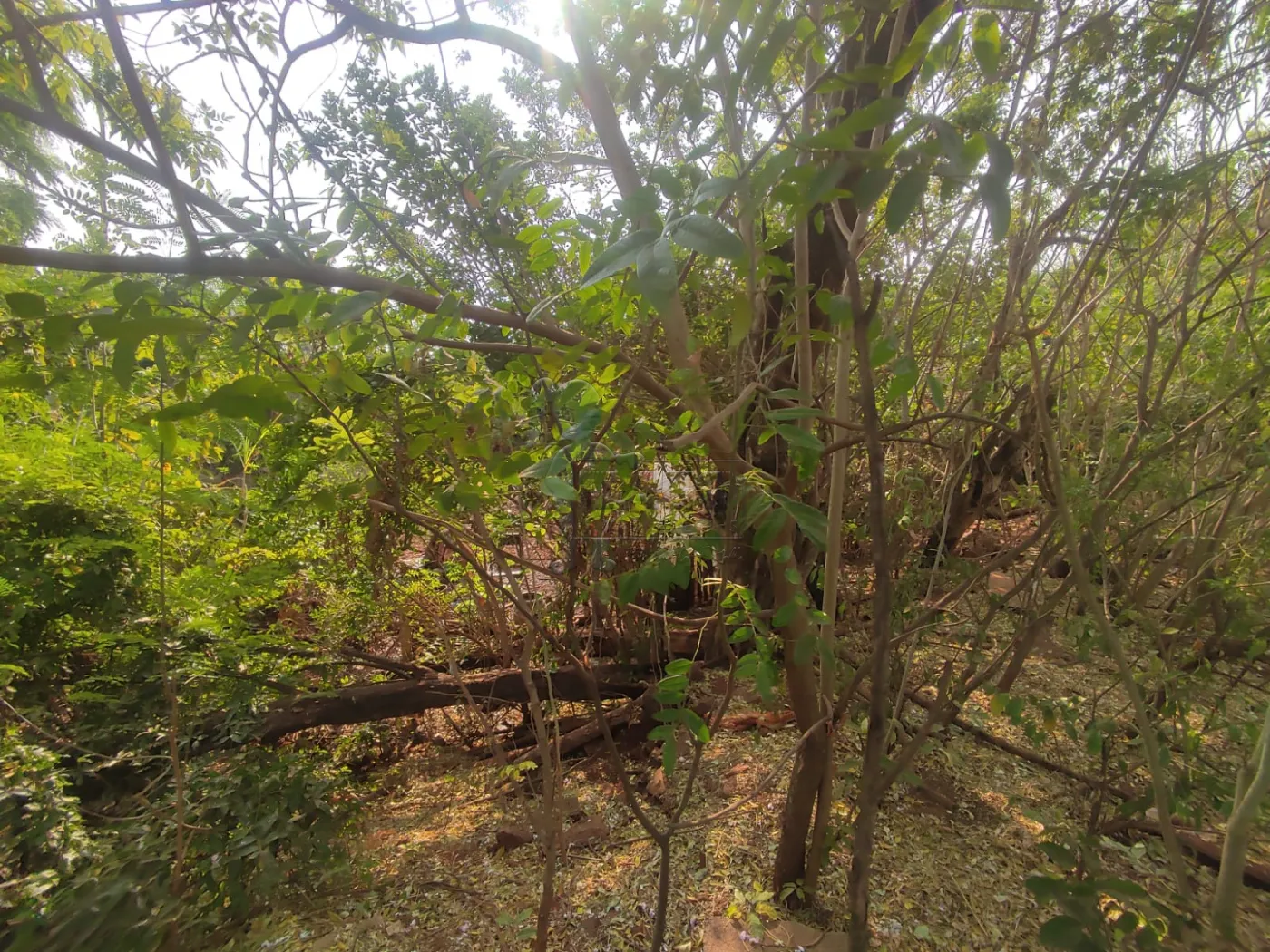 Comprar Terreno / Padrão em Ribeirão Preto R$ 380.000,00 - Foto 5