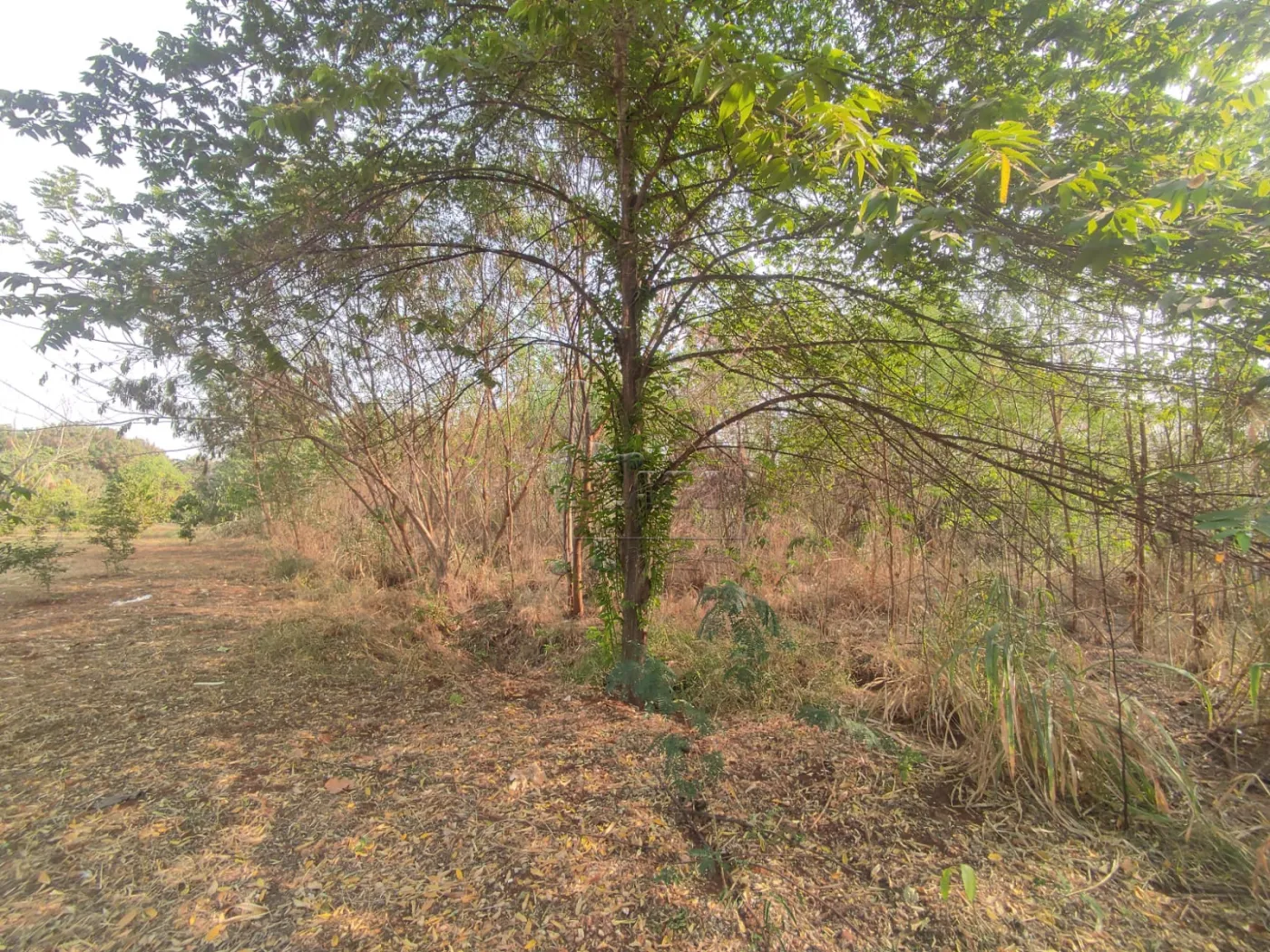 Comprar Terreno / Padrão em Ribeirão Preto R$ 380.000,00 - Foto 9