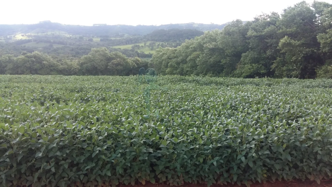 Comprar Rural / Fazenda em Franca R$ 8.200.000,00 - Foto 6