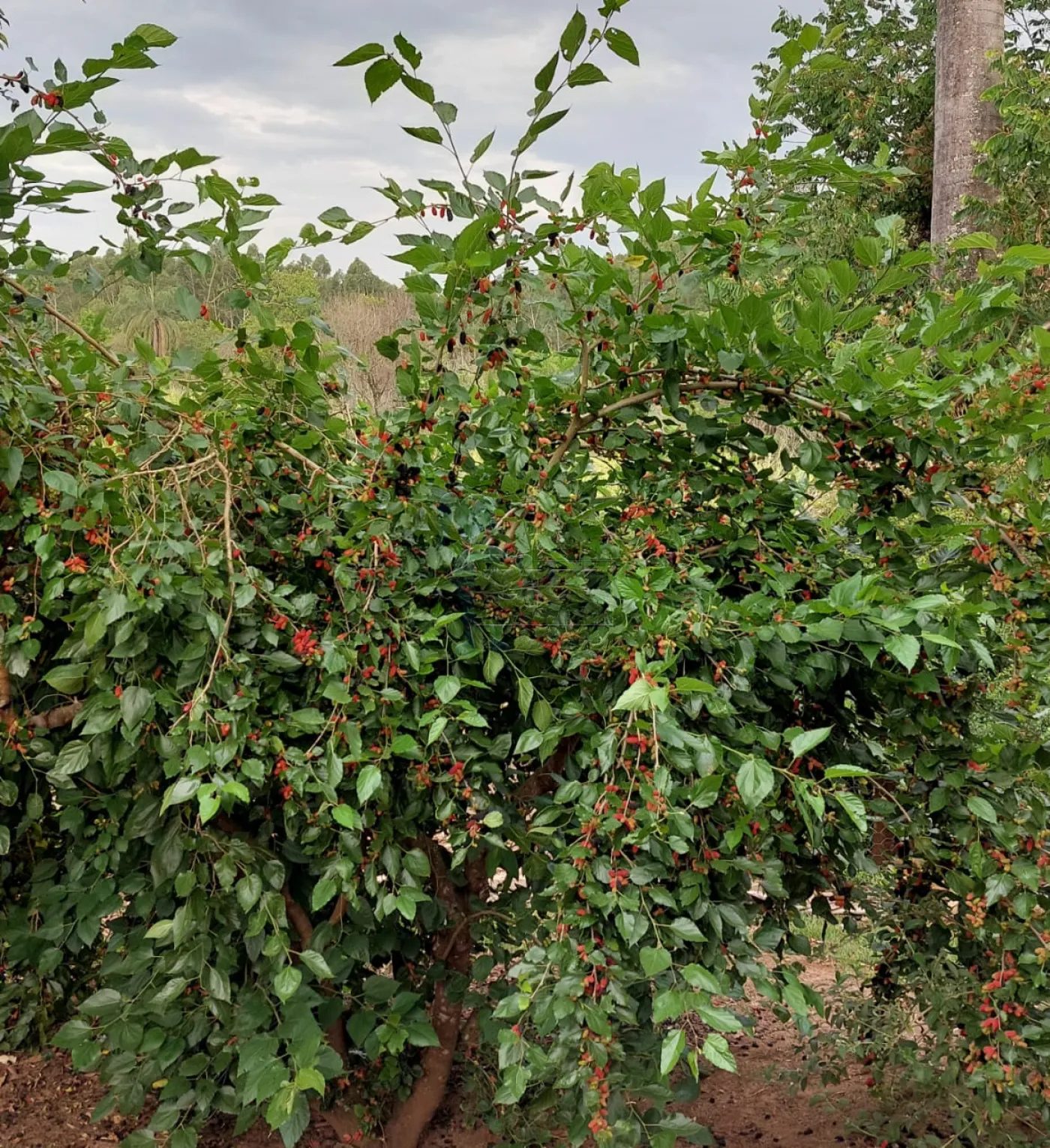 Comprar Rural / Fazenda em Franca R$ 8.200.000,00 - Foto 9