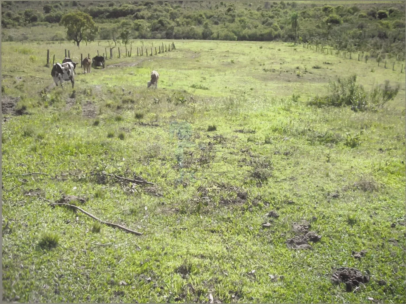 Comprar Rural / Sítio em Santa Rosa de Viterbo R$ 480.000,00 - Foto 4