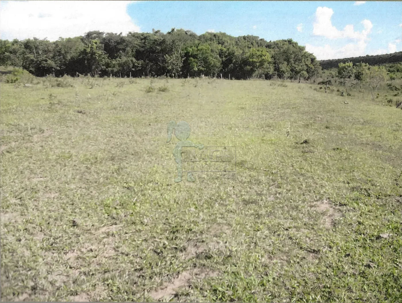 Comprar Rural / Sítio em Santa Rosa de Viterbo R$ 480.000,00 - Foto 8