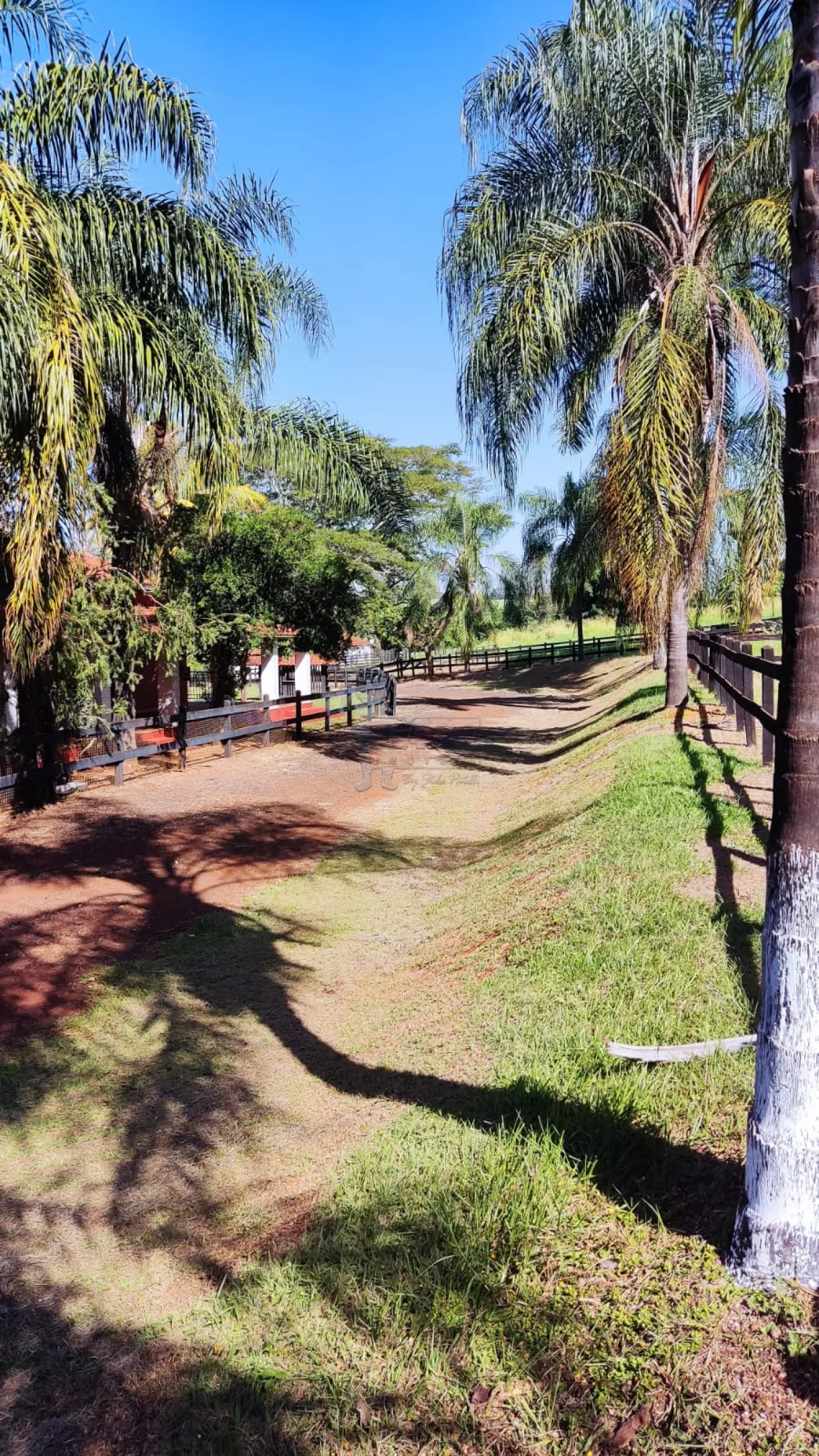 Comprar Rural / Sítio em Ribeirão Preto R$ 4.990.000,00 - Foto 17