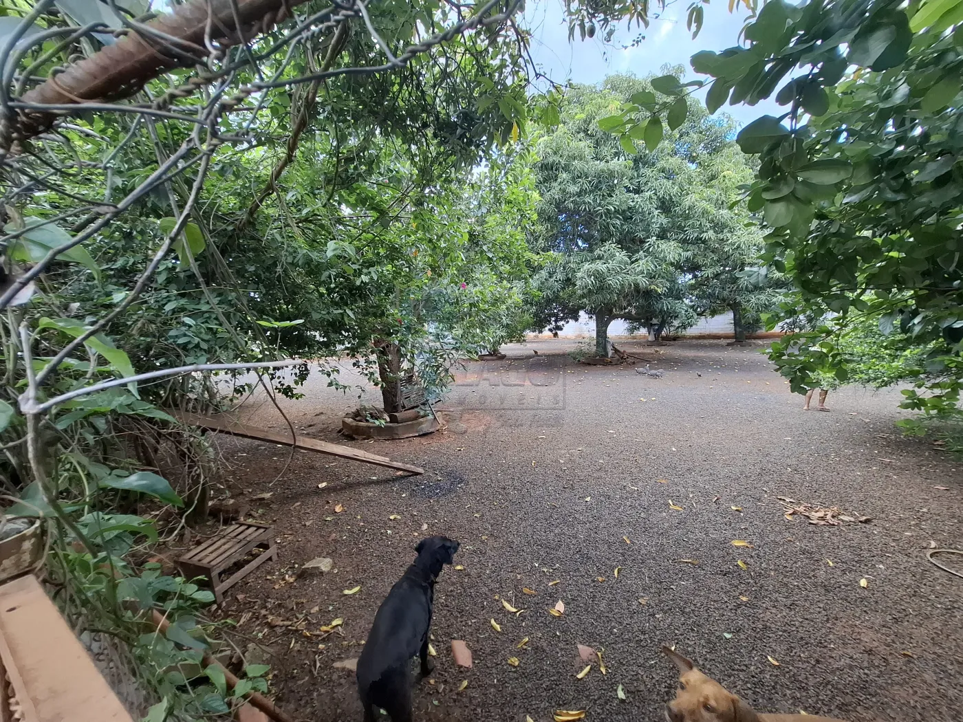 Comprar Rural / Chácara em Ribeirão Preto R$ 1.490.000,00 - Foto 47