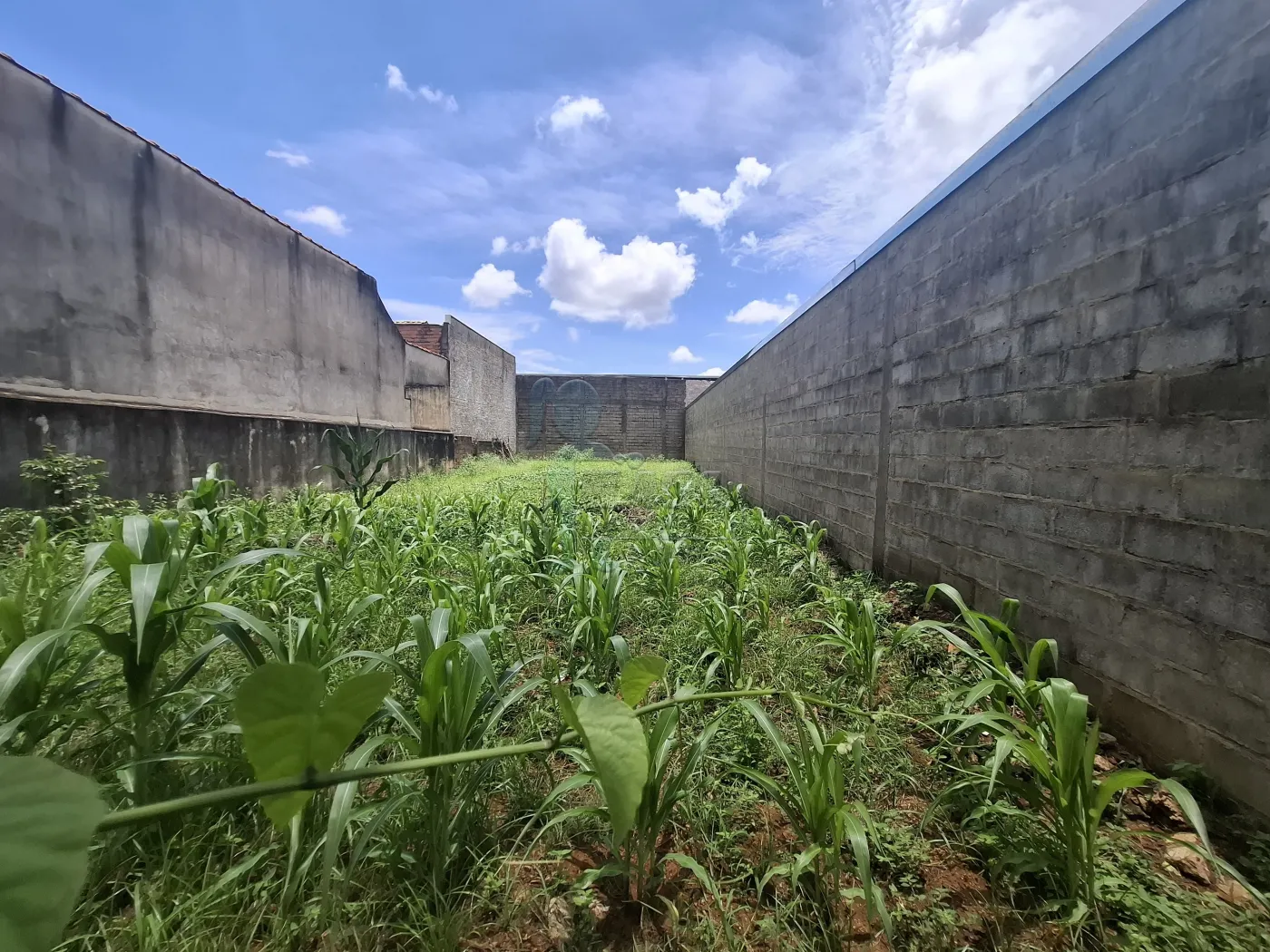 Comprar Terreno / Padrão em Ribeirão Preto R$ 160.000,00 - Foto 1