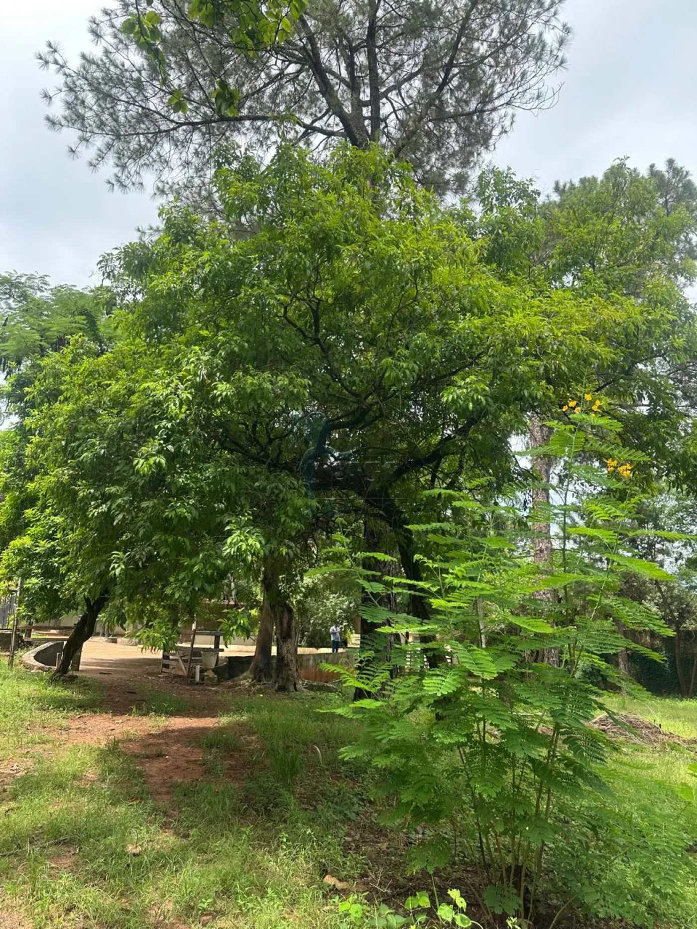 Comprar Casa condomínio / Chácara - Rancho em Ribeirão Preto R$ 2.200.000,00 - Foto 41