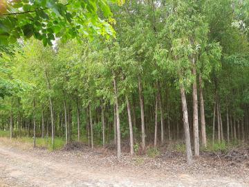 Comprar Rural / Fazenda em Tambaú R$ 1.380.000,00 - Foto 28