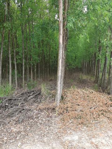 Comprar Rural / Fazenda em Tambaú R$ 1.380.000,00 - Foto 30