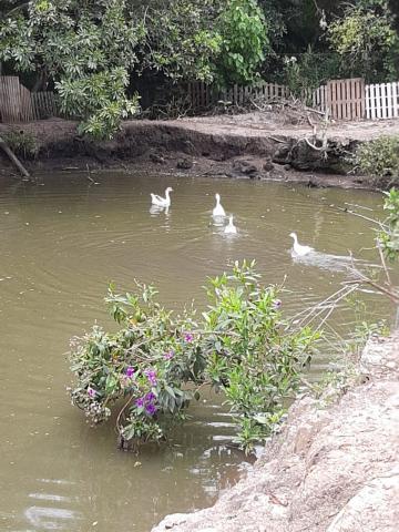 Comprar Rural / Fazenda em Tambaú R$ 1.380.000,00 - Foto 32