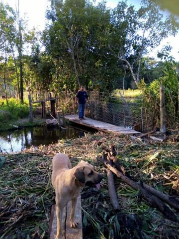 Comprar Rural / Fazenda em Cravinhos R$ 850.000,00 - Foto 17