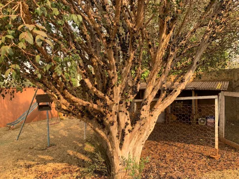 Alugar Rural / Chácara em Ribeirão Preto R$ 5.200,00 - Foto 7