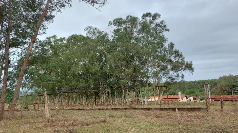 Comprar Rural / Fazenda em Franca R$ 8.200.000,00 - Foto 10