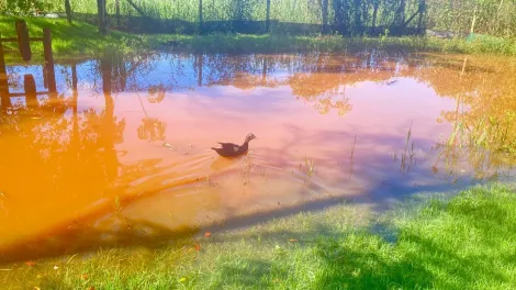 Comprar Rural / Chácara em Jardinópolis R$ 450.000,00 - Foto 20