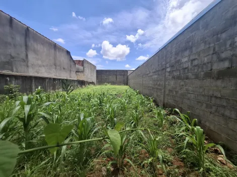 Ribeirão Preto - Parque Industrial Avelino Alves Palma - Terreno - Padrão - Venda